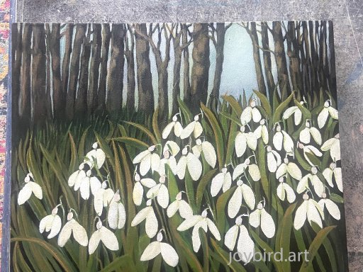 Woodland Snowdrops